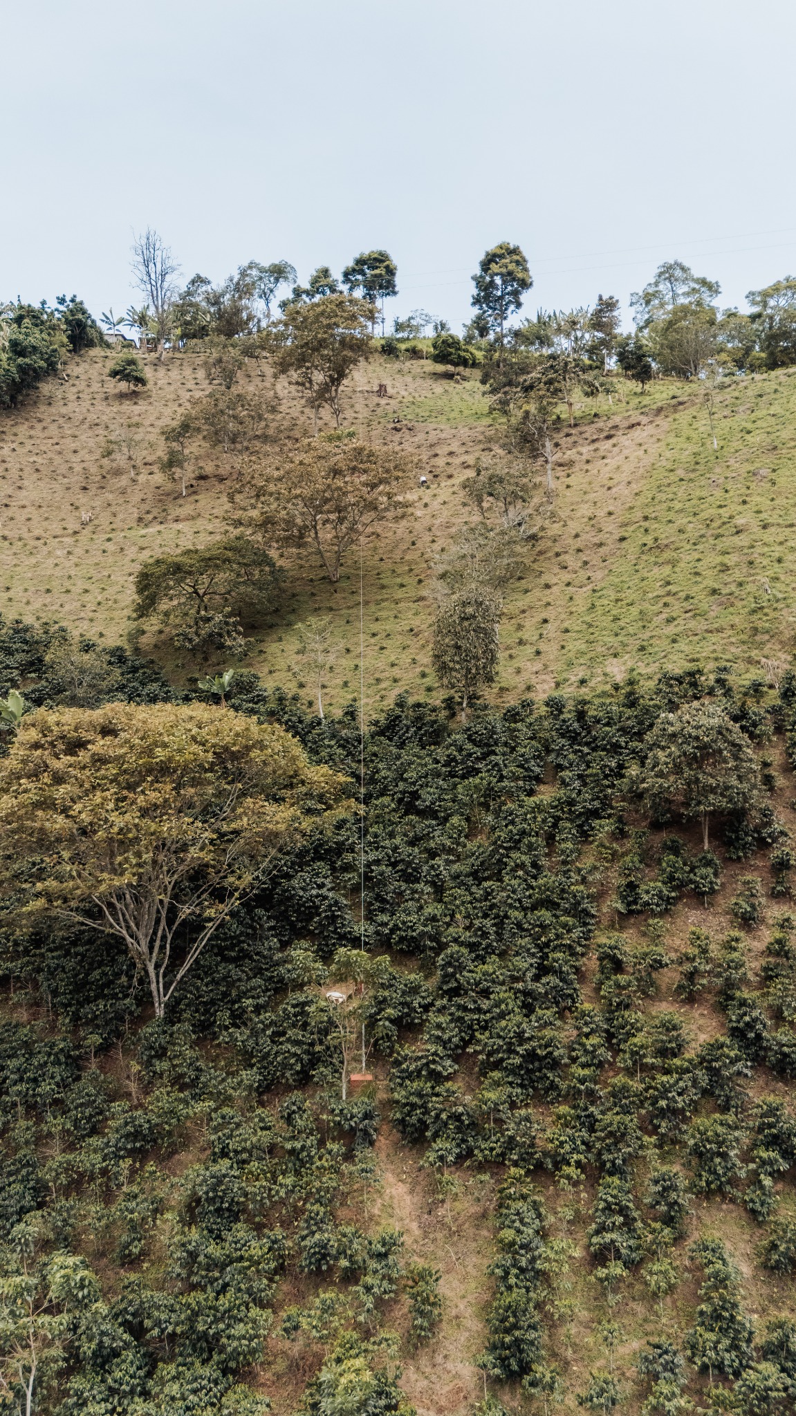 Vista del cultivo de café en una ladera de la finca